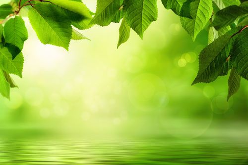 Was passiert mit dem Inhalt der Biotonne